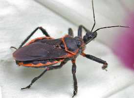 Apiomerus crassipes
